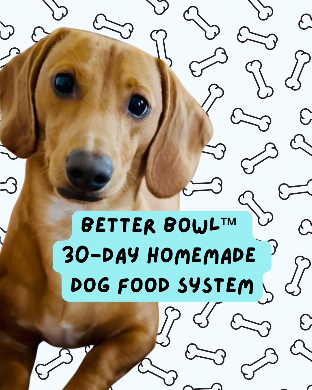 Better Bowl™ Homemade Dog Food Starter Guide